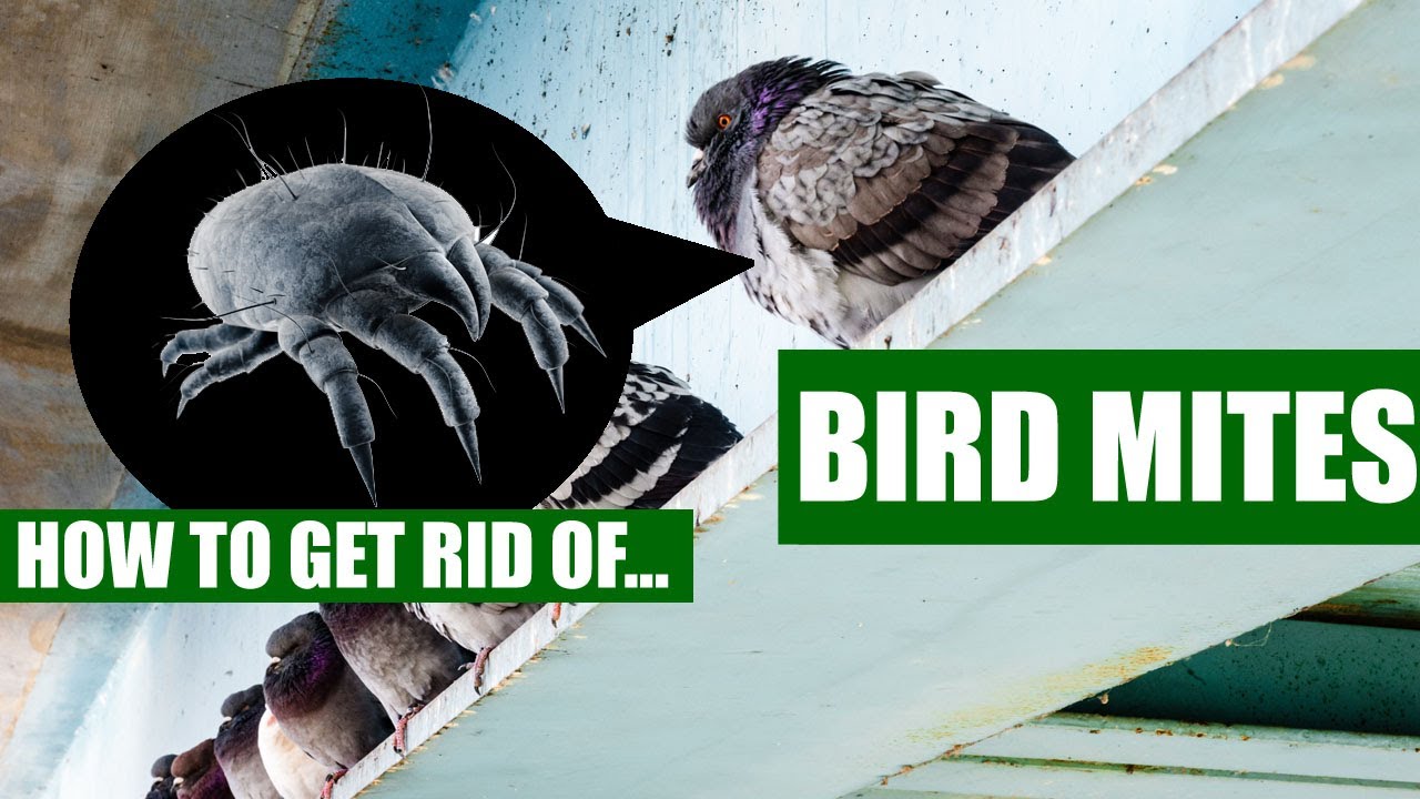 Effective Ways to Get Rid of Birds Successfully in 2025: Discover Simple Techniques!