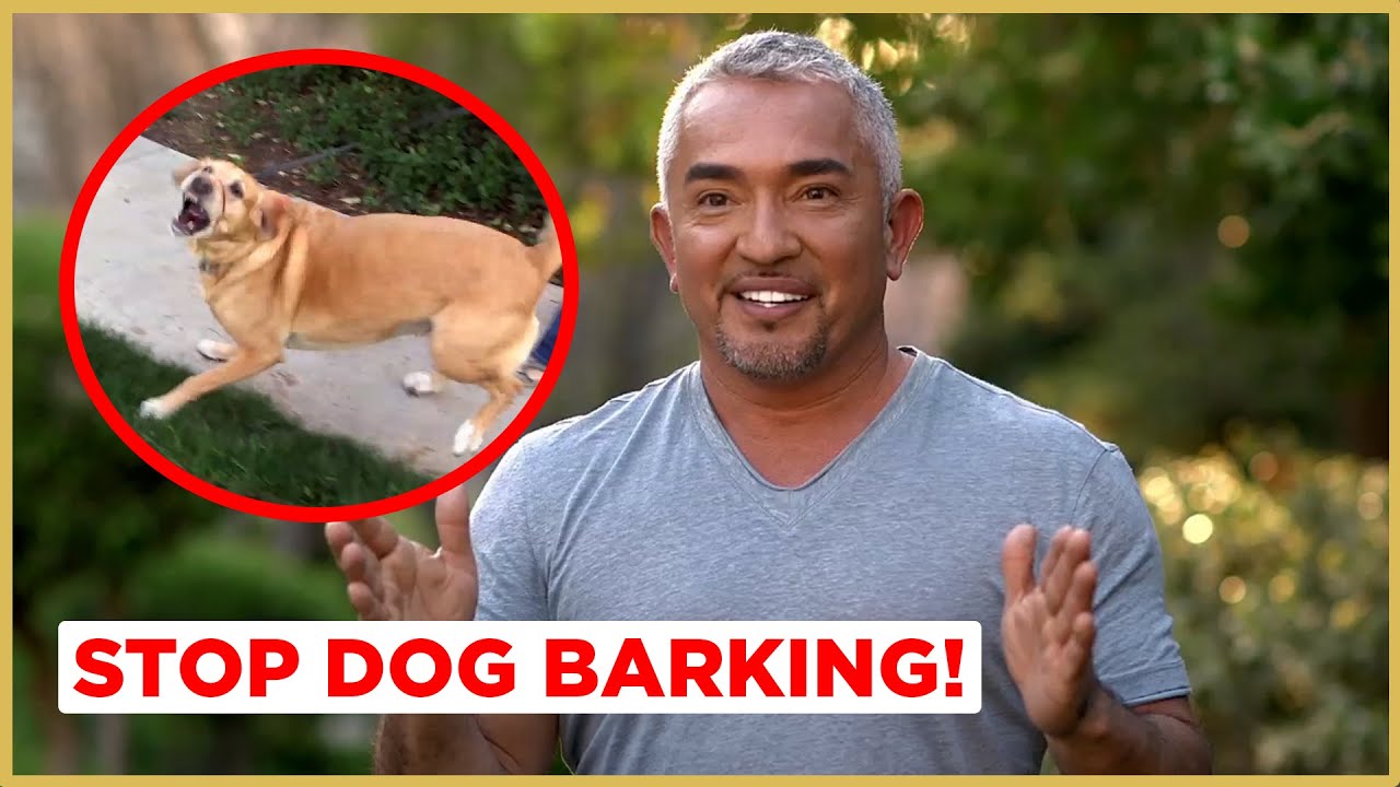 Effective Ways to Make a Dog Stop Barking in 2025: Simple Techniques to Succeed