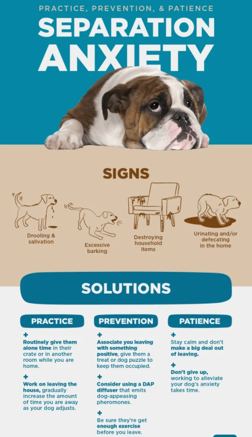 Dog Barking Solutions