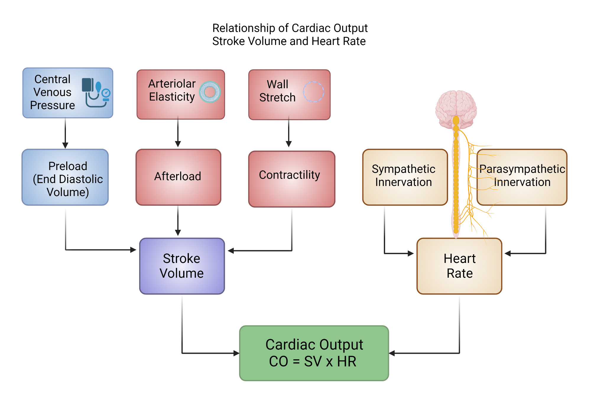 Practical Guide to How to Calculate Cardiac Output in 2025: Enhance Your Understanding