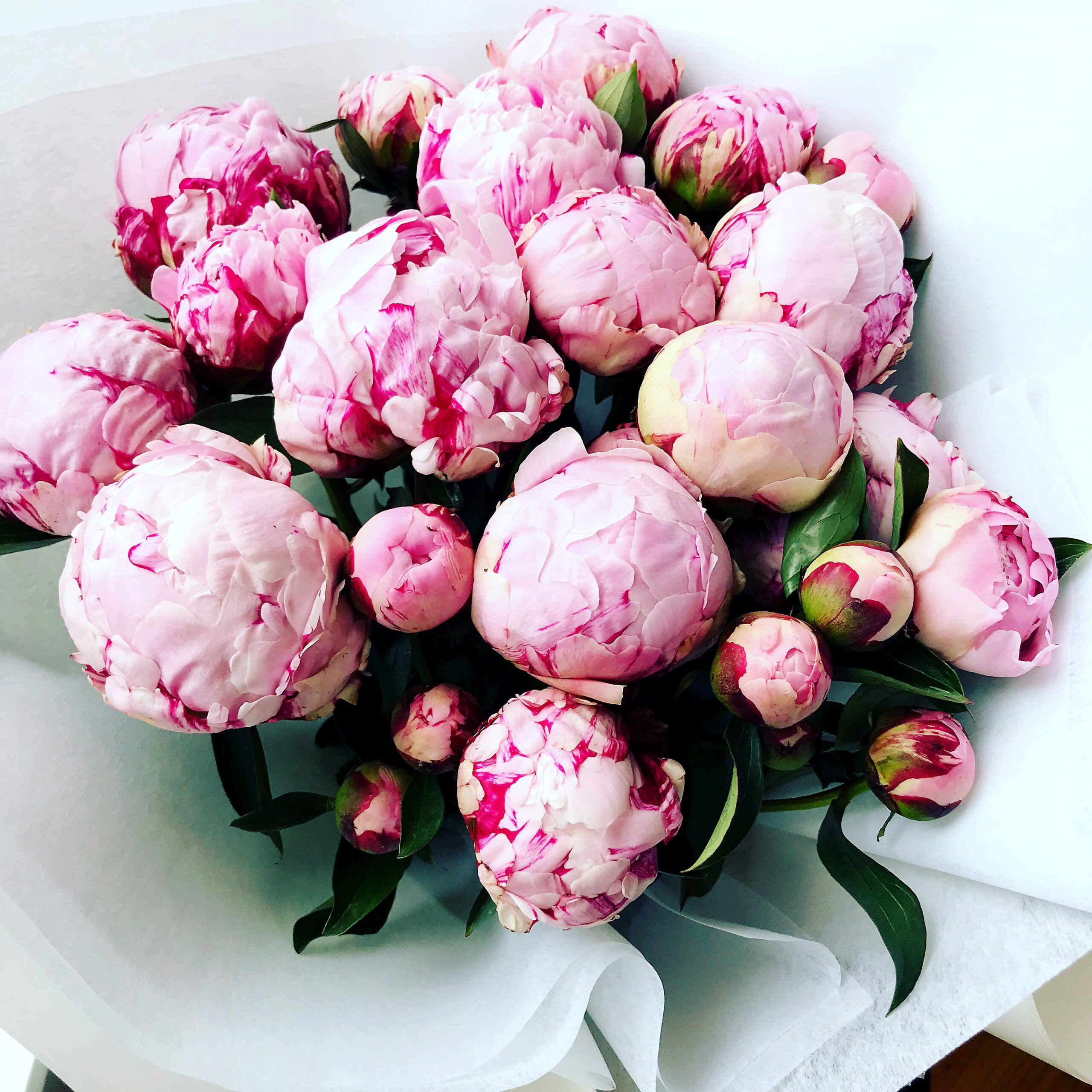 Ultimate Guide to Planting Peonies: Effective Tips for a Summer Bloom (2025)