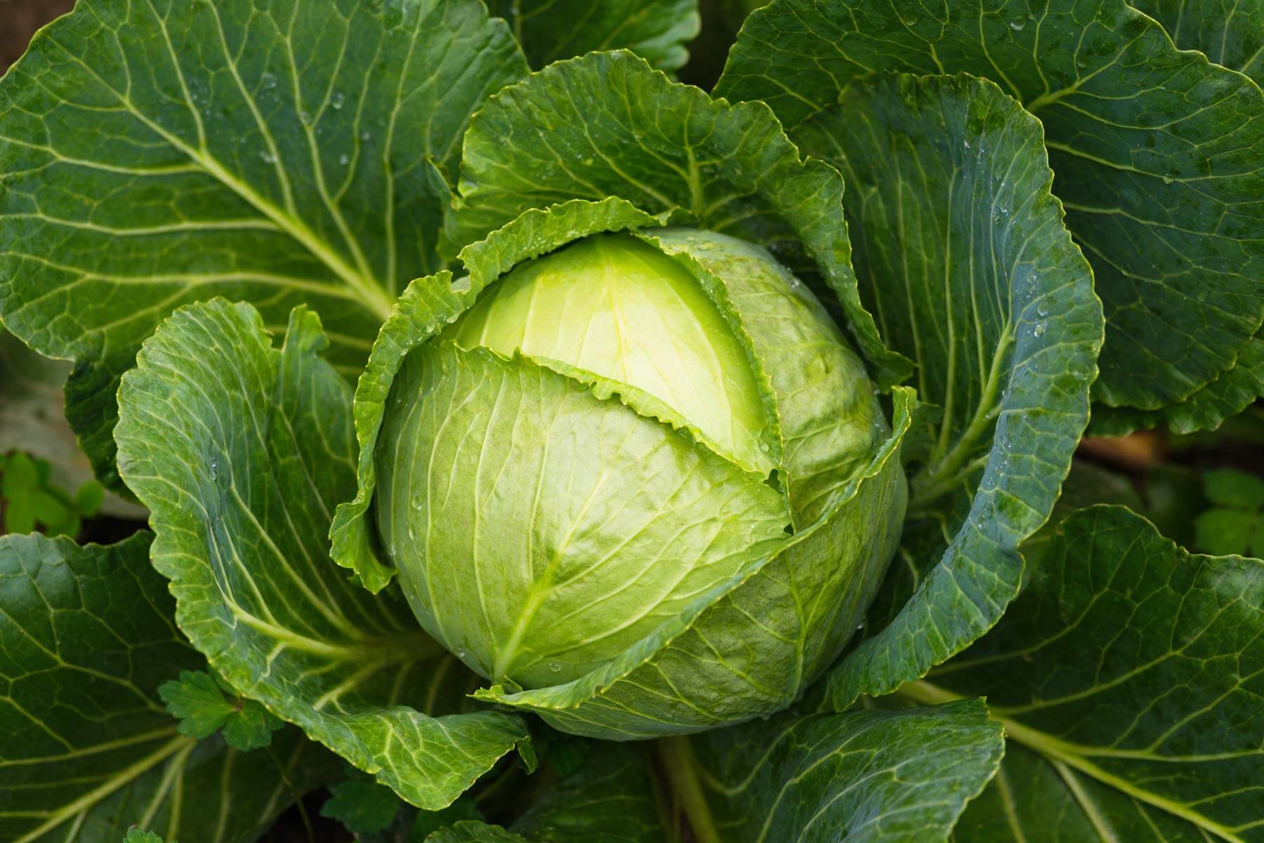 Effective Ways to Grow Cabbage in 2025: Essential Tips for a Bountiful Harvest