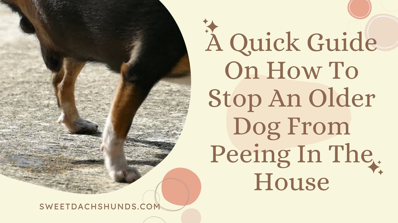 Effective Ways to Stop Your Dog from Peeing in the House: Discover Proven Solutions for 2025