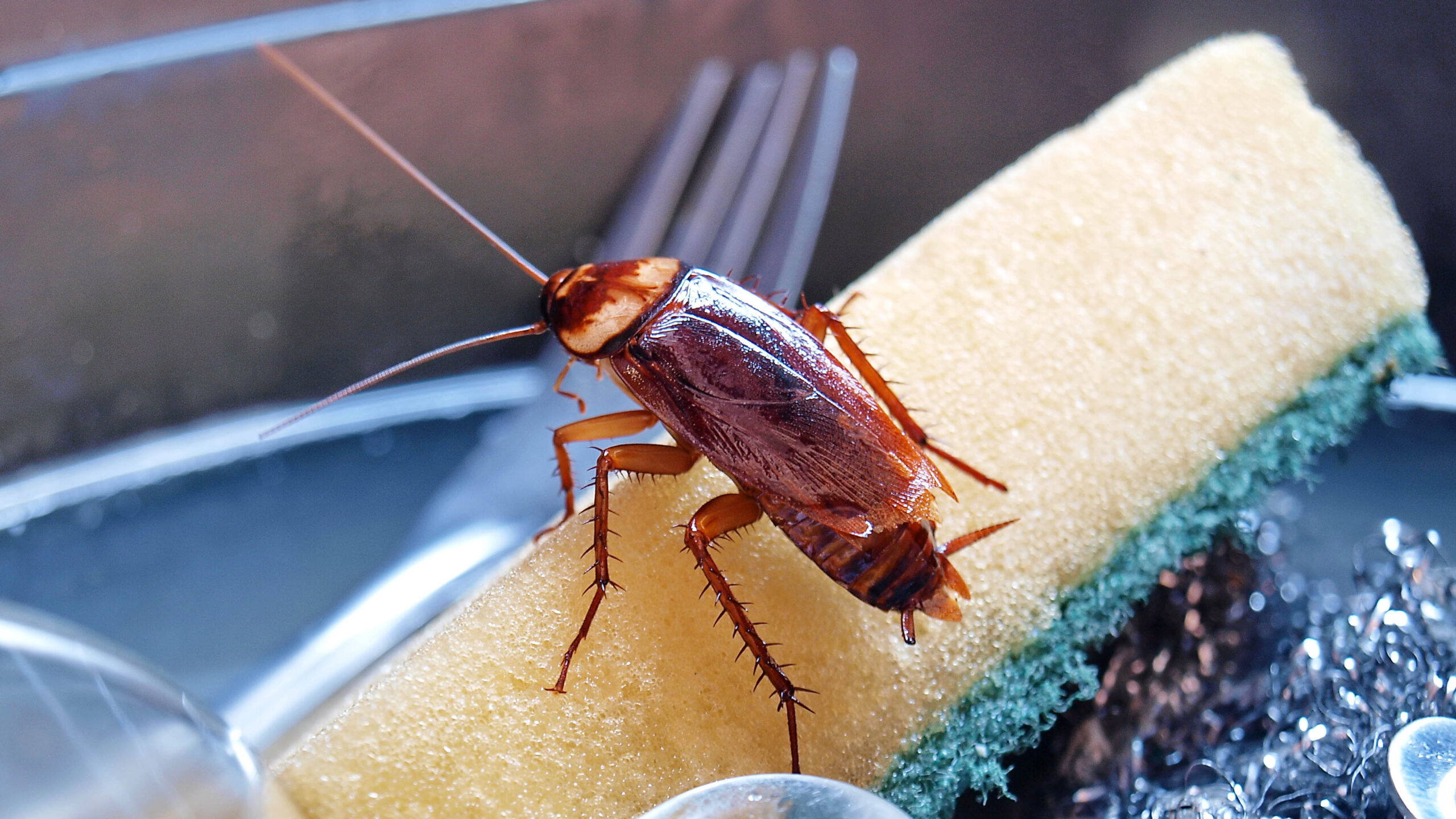 How to Effectively Kill Roaches Fast: 5 Proven Solutions for Your Home in 2025