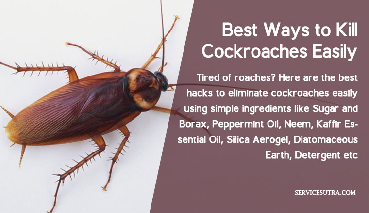 Roach Control Solutions