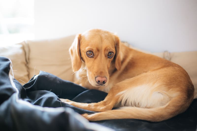 How to Identify If Your Dog Has a Fever: Practical Ways for 2025