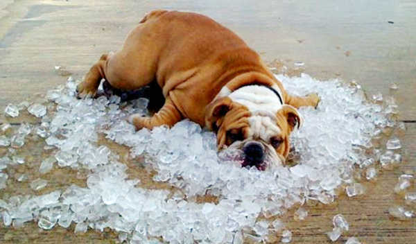 Smart Ways to Cool Down a Dog in 2025: Essential Tips for Hot Weather Relief