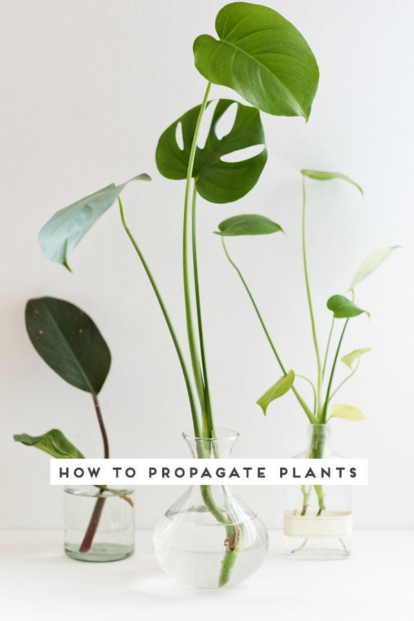 Plant Propagation Techniques