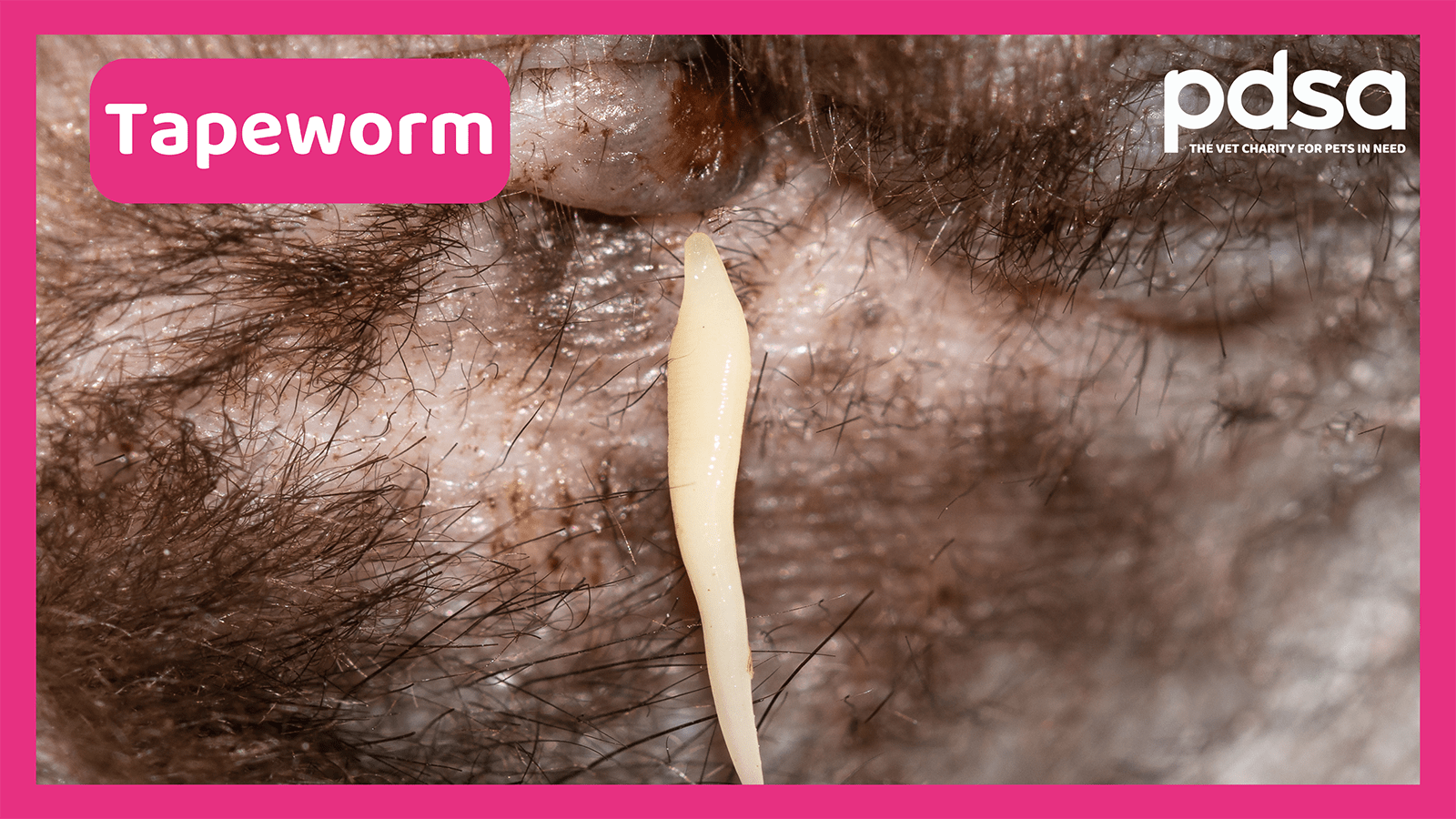 How to treat worms in cats