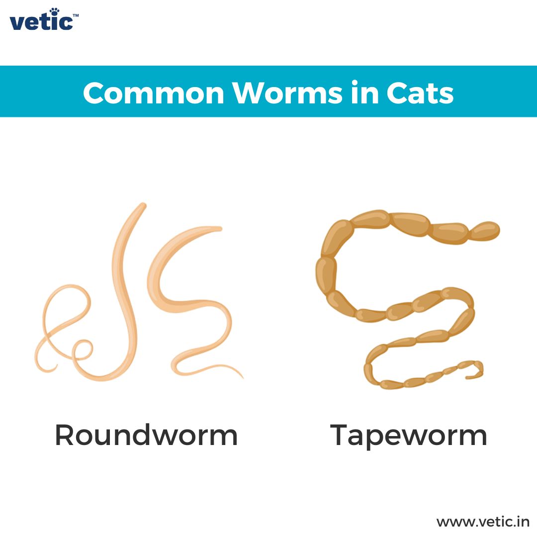 Cats and worms treatment