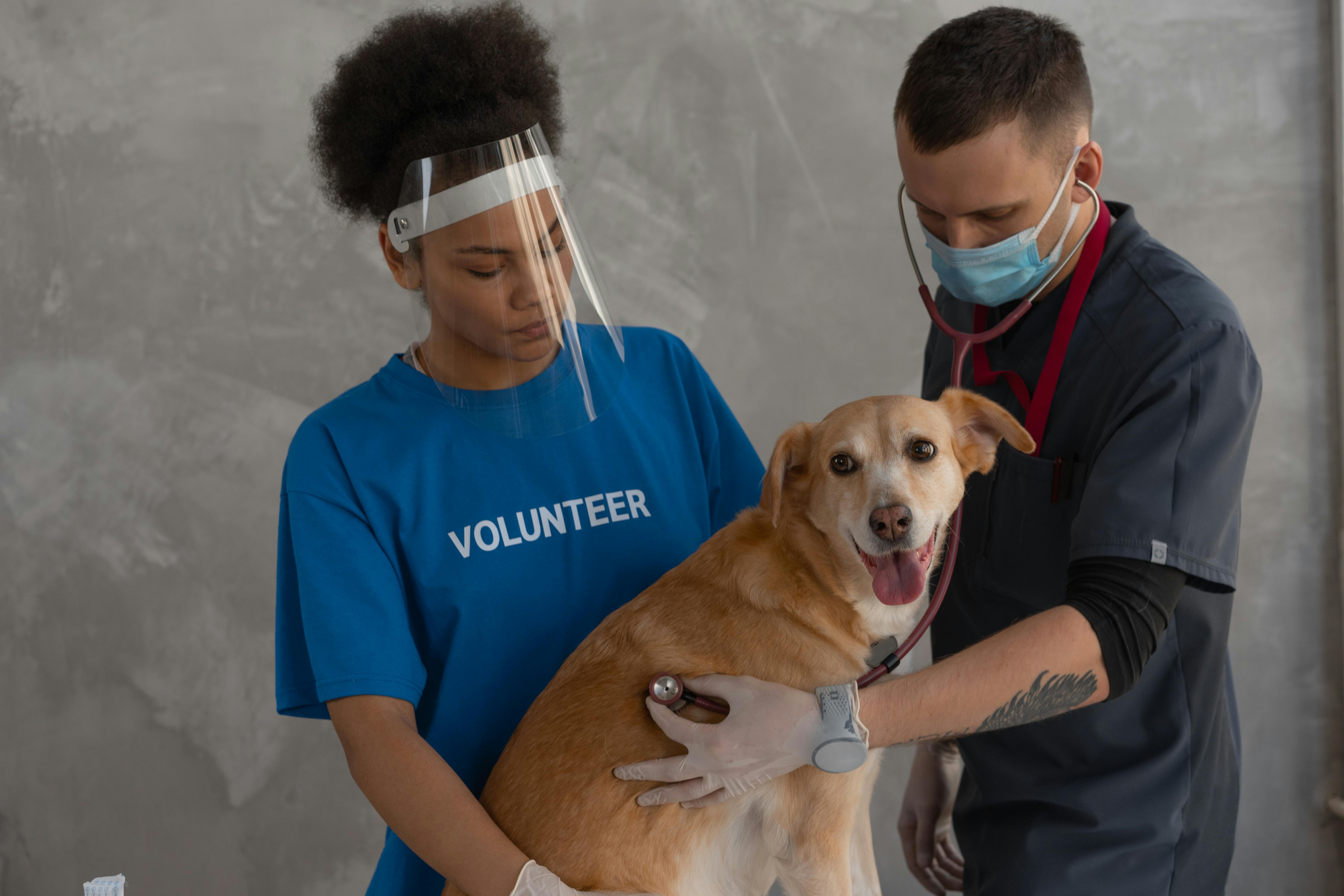 Training a Service Dog