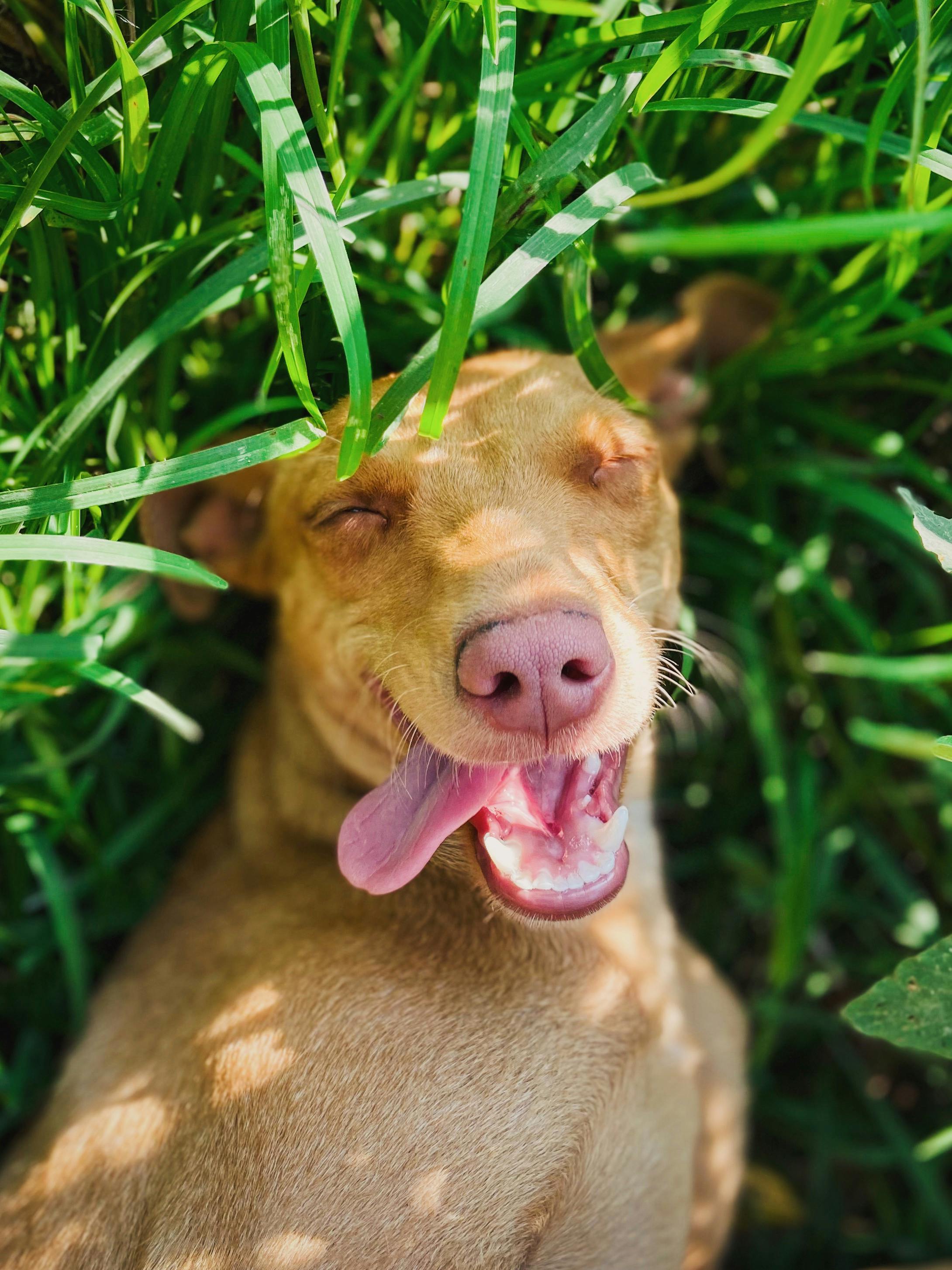 Healing a bitten tongue