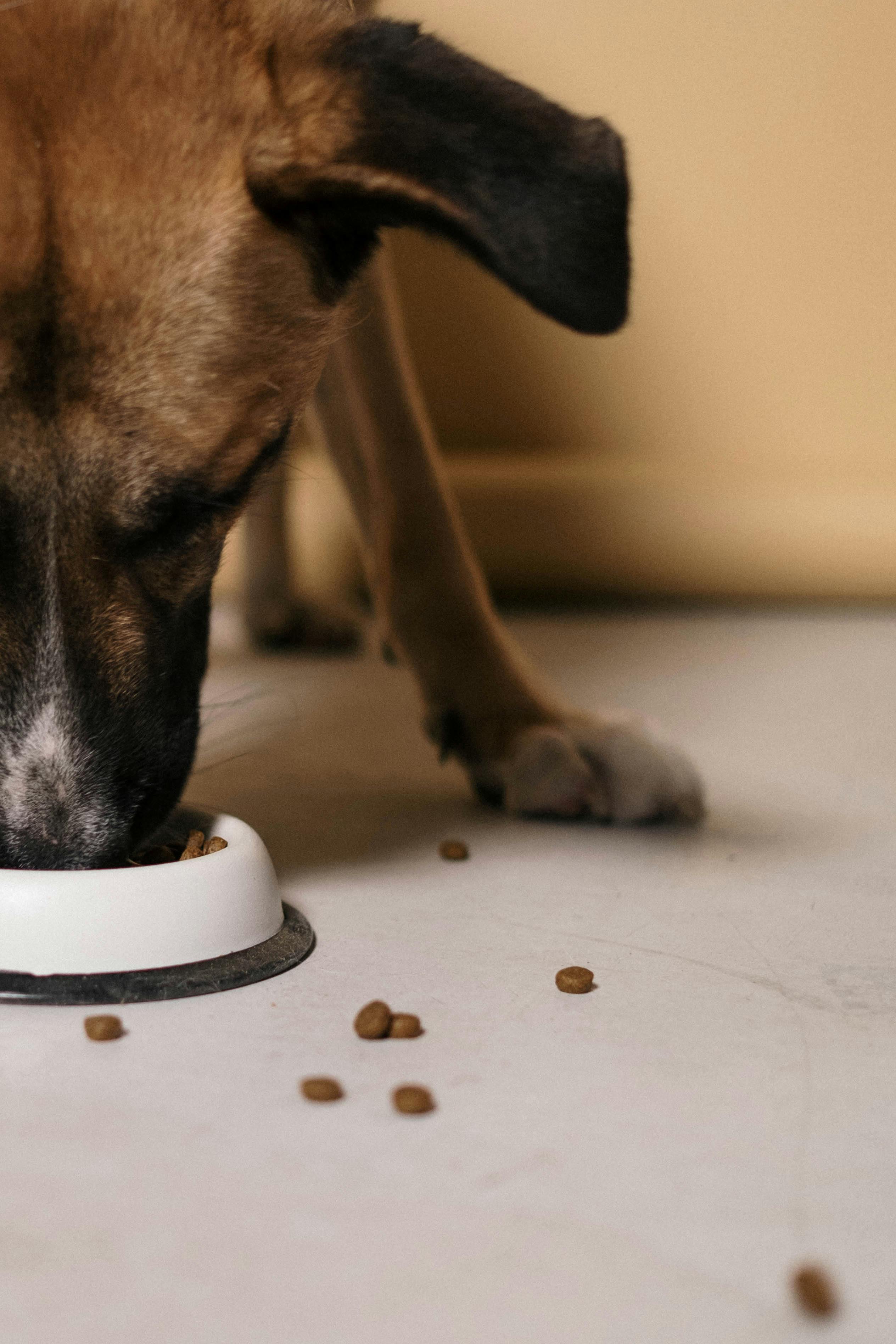 Understanding Coprophagia in Dogs