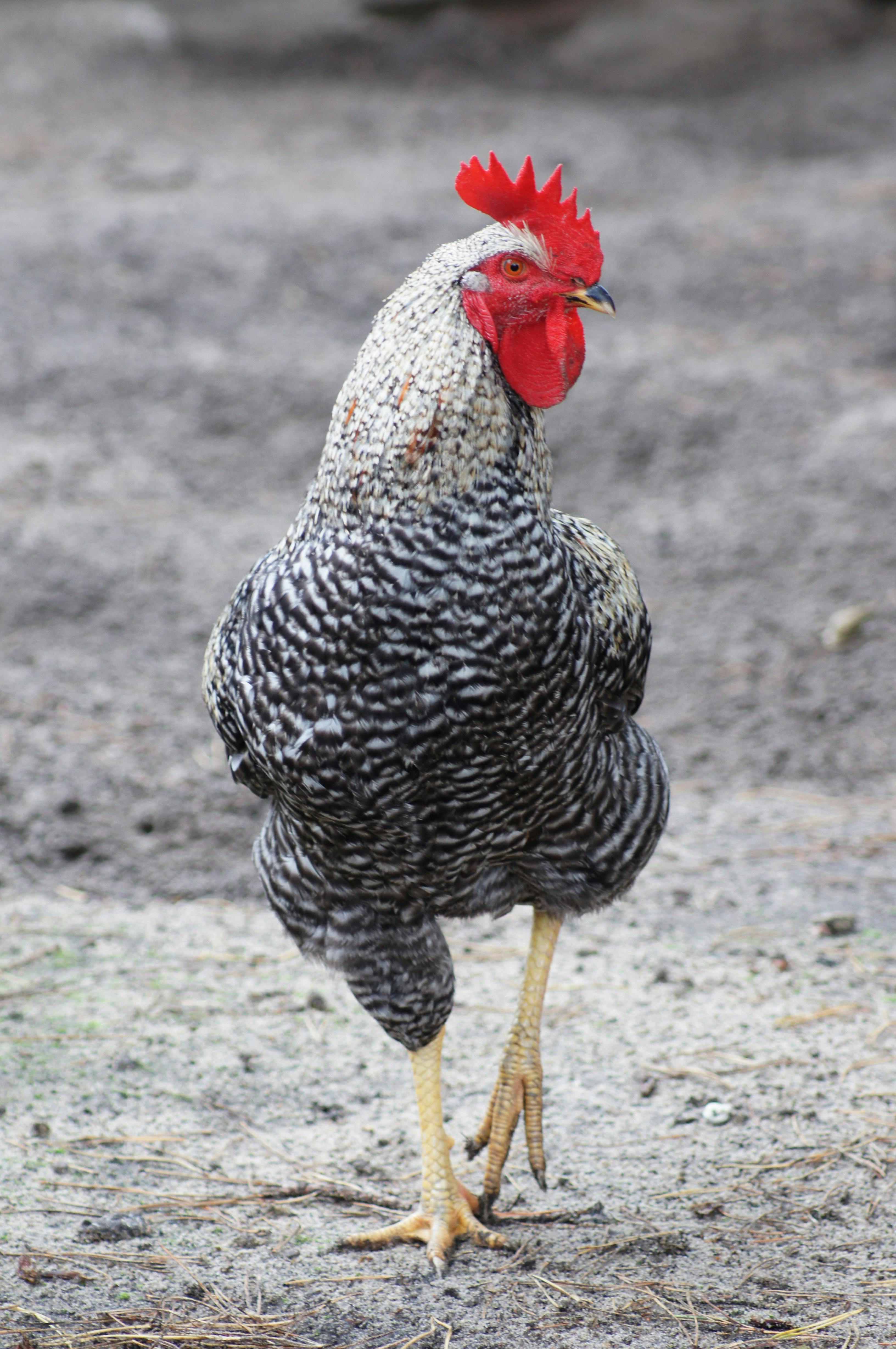 Cooking Chicken Legs in Air Fryer