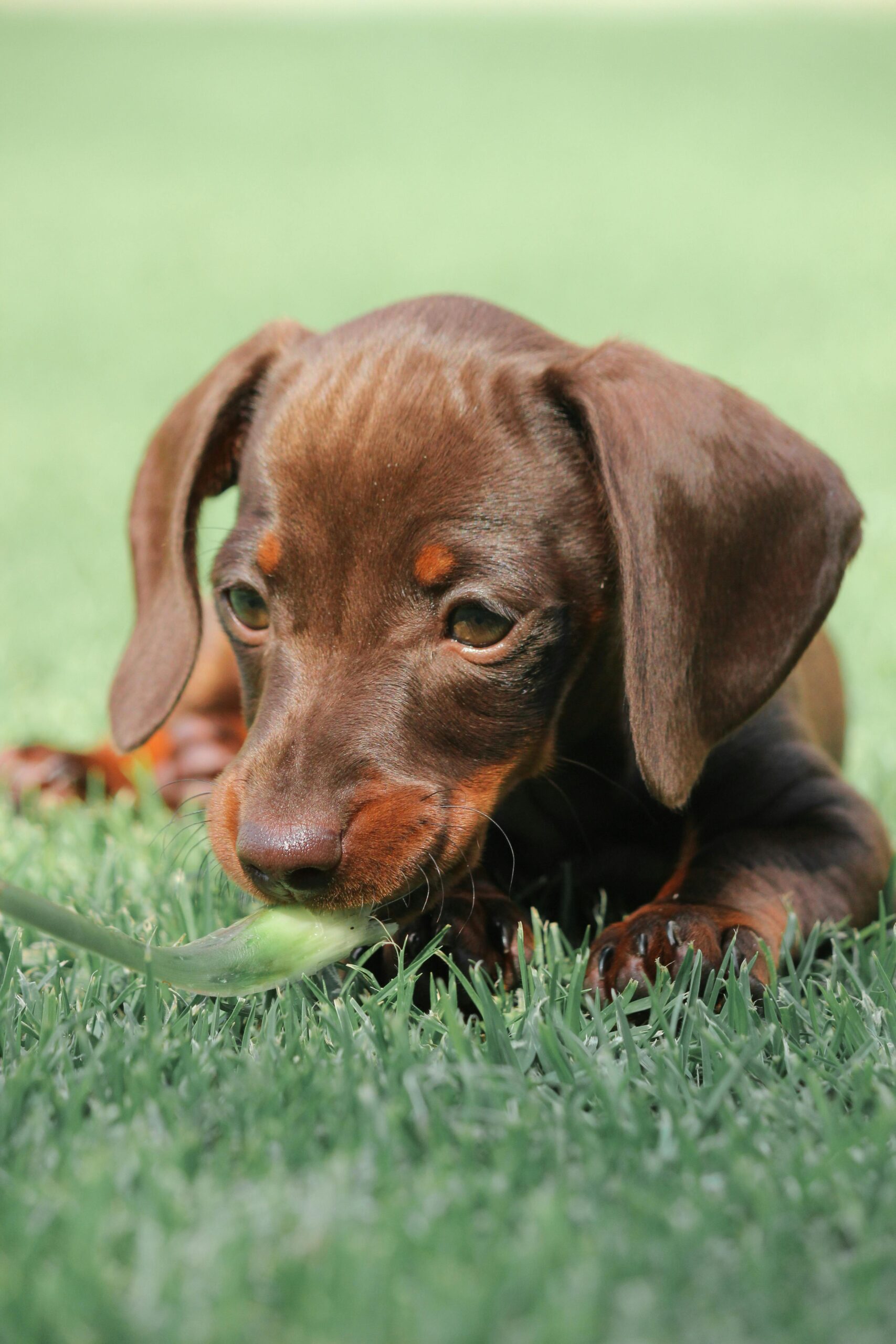 Effective Ways to Stop Puppies from Biting: Modern Techniques for 2025