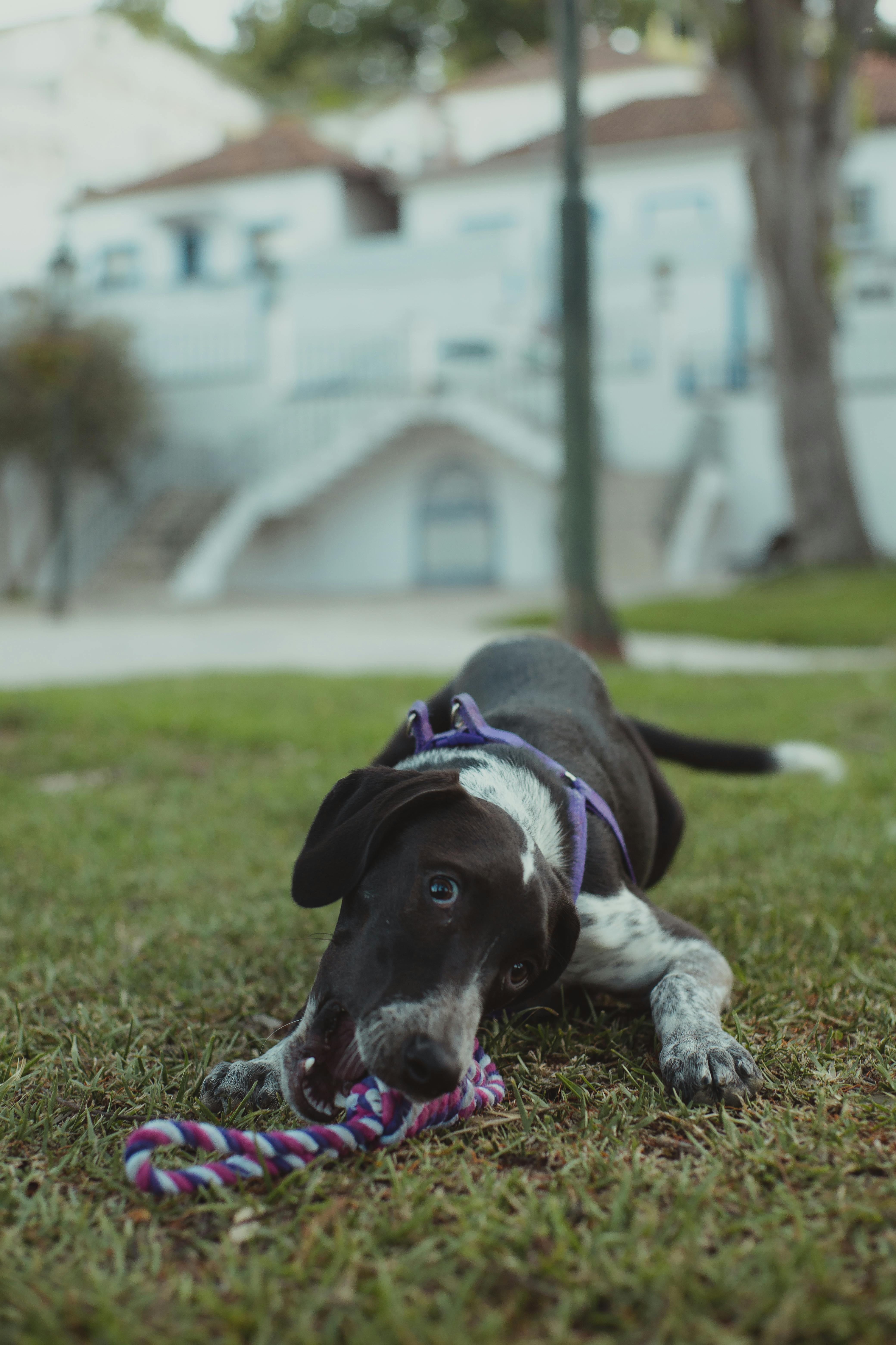 Using Toys for Puppy Biting Solutions