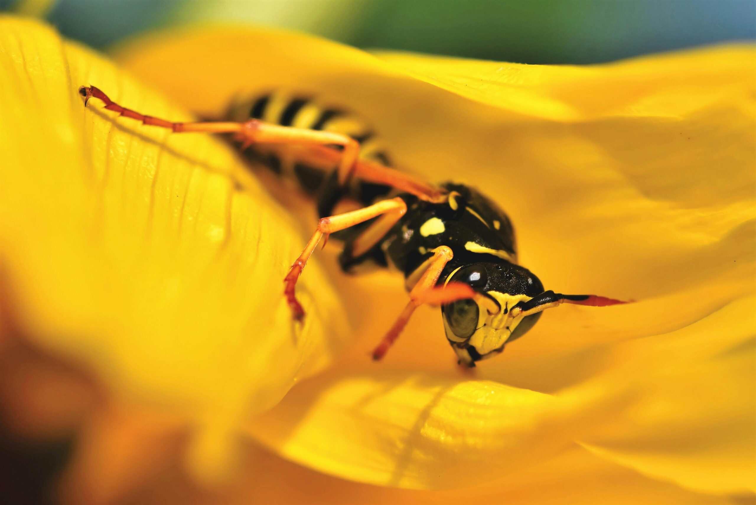 Smart Guide to Repel Wasps Effectively in 2025: Essential Tips to Avoid Nests